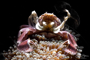 Porcelain crab, Lembeh strait, Sulawesi. by Filip Staes 
